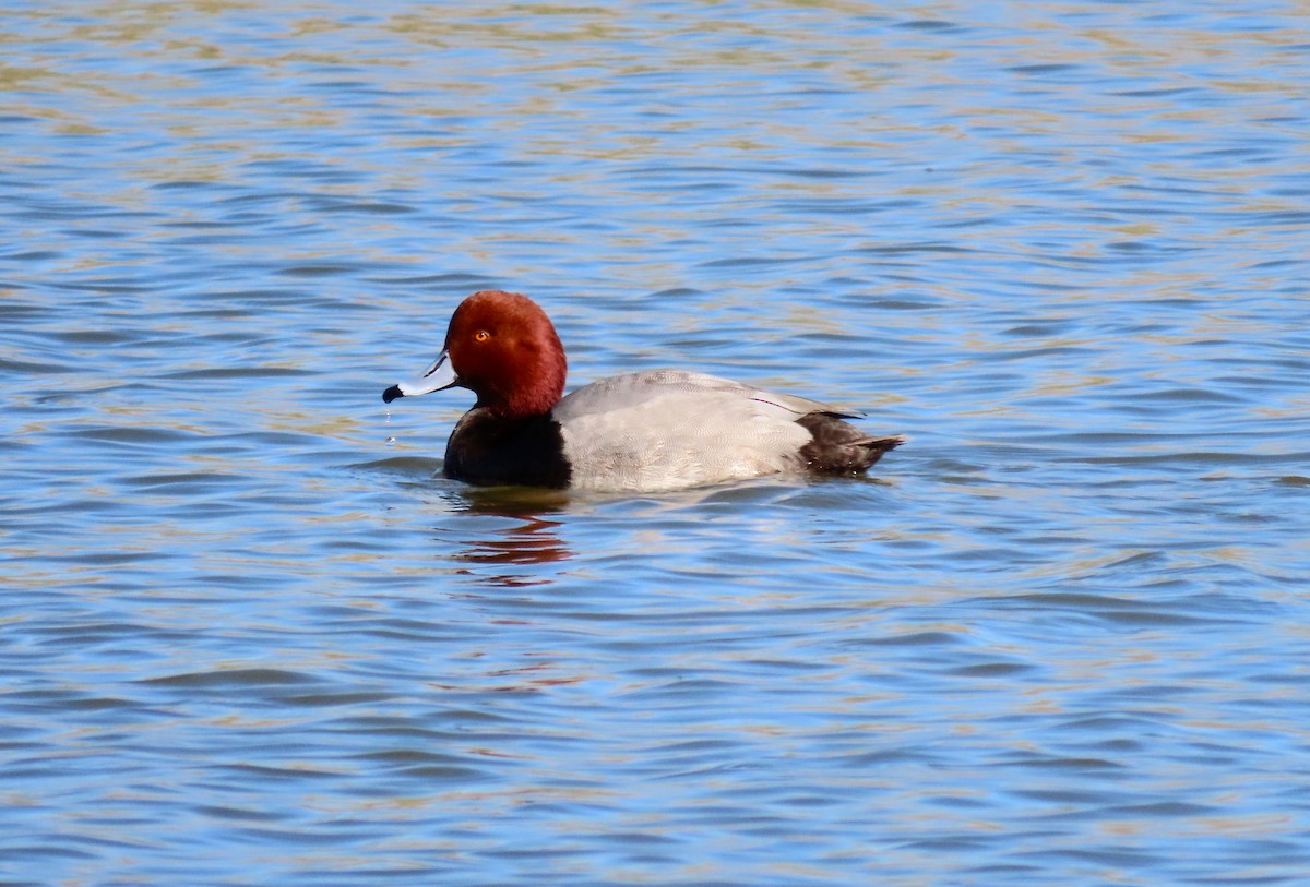 Redhead - ML616021269