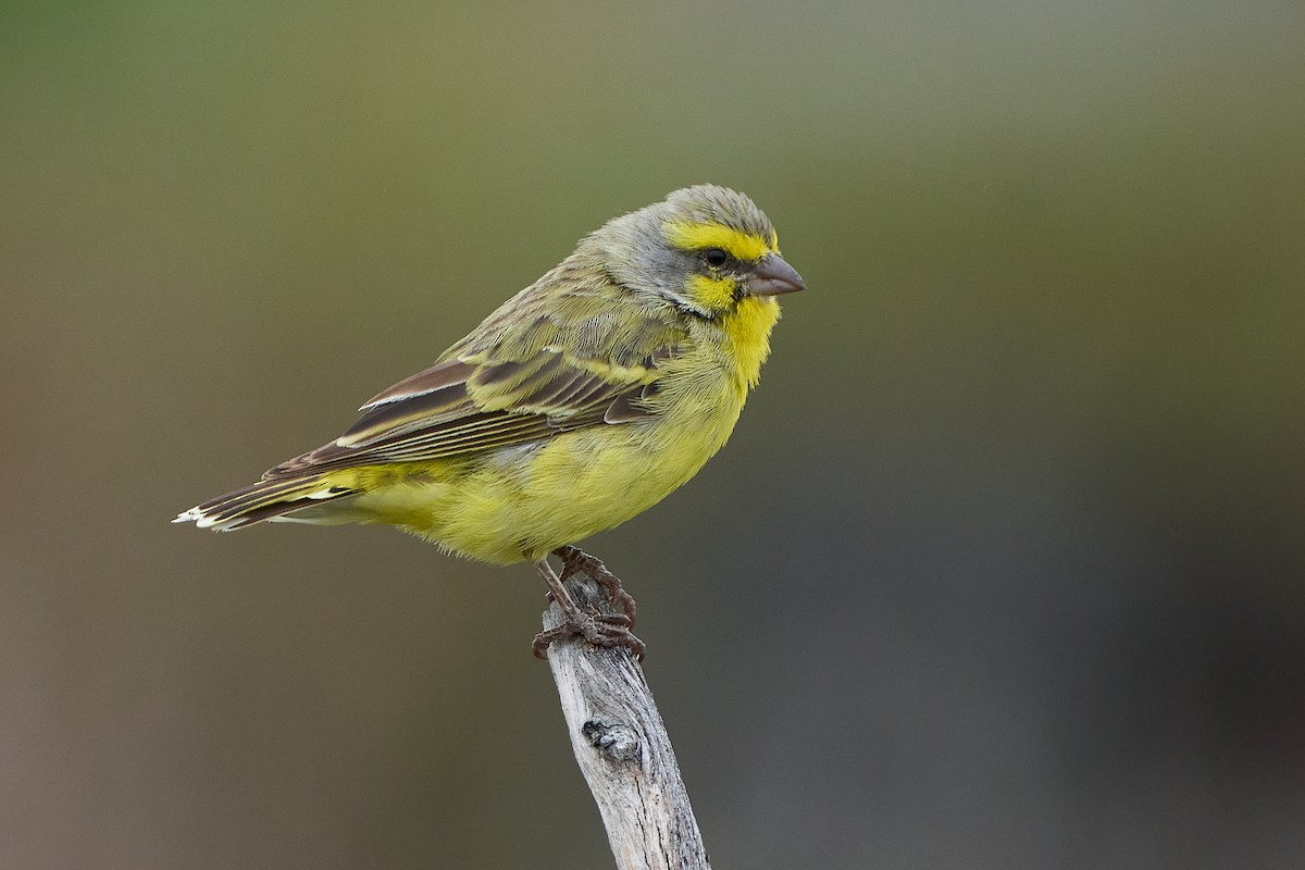 Yellow-fronted Canary - Jonathan Casanova