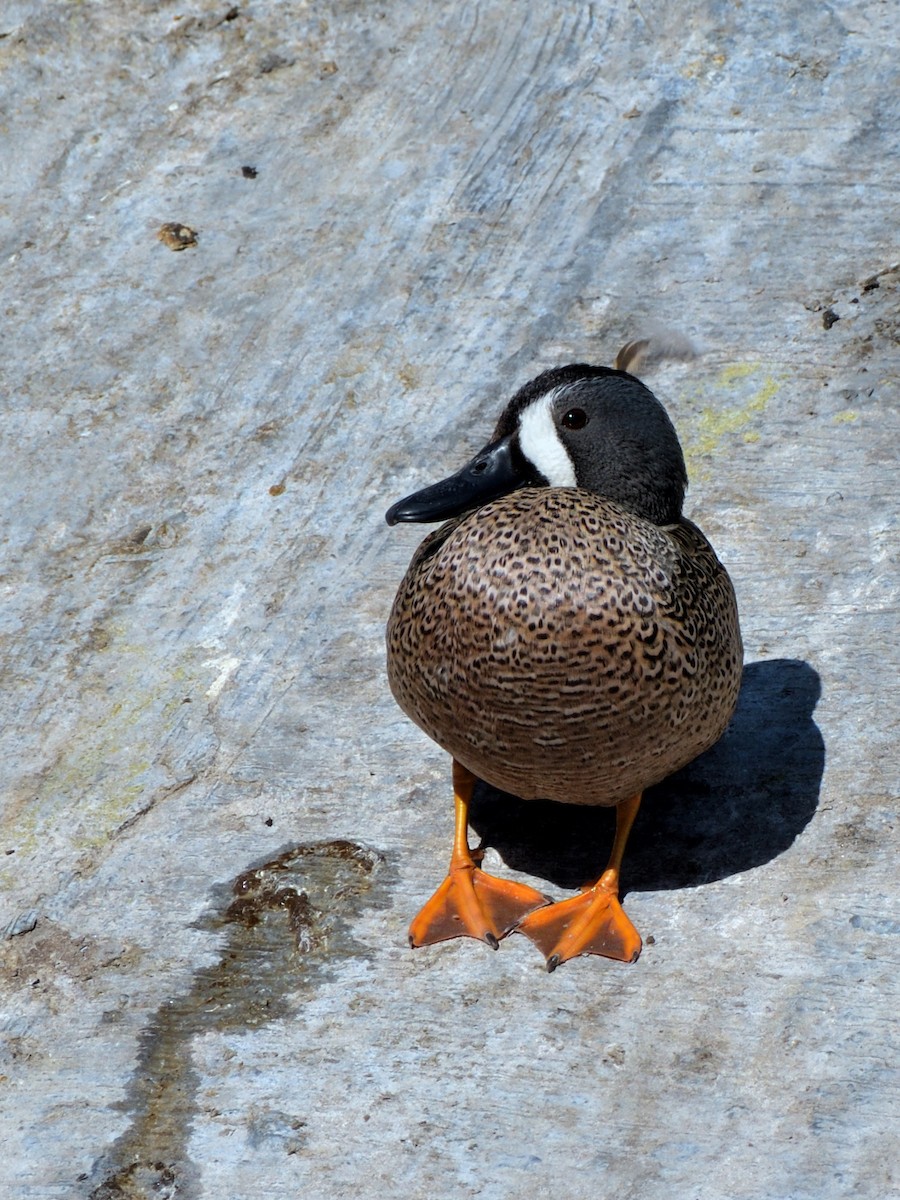 Blue-winged Teal - ML616021377