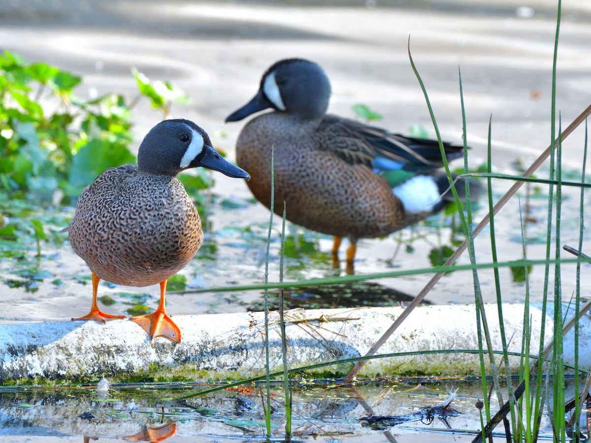 Blue-winged Teal - ML616021378