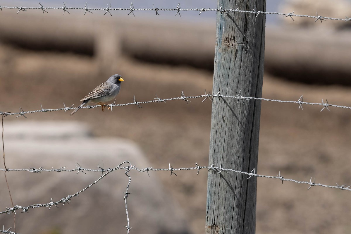 Band-tailed Sierra Finch - ML616021383