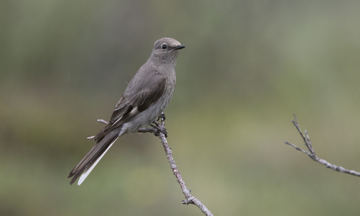 Townsend's Solitaire - ML616021437