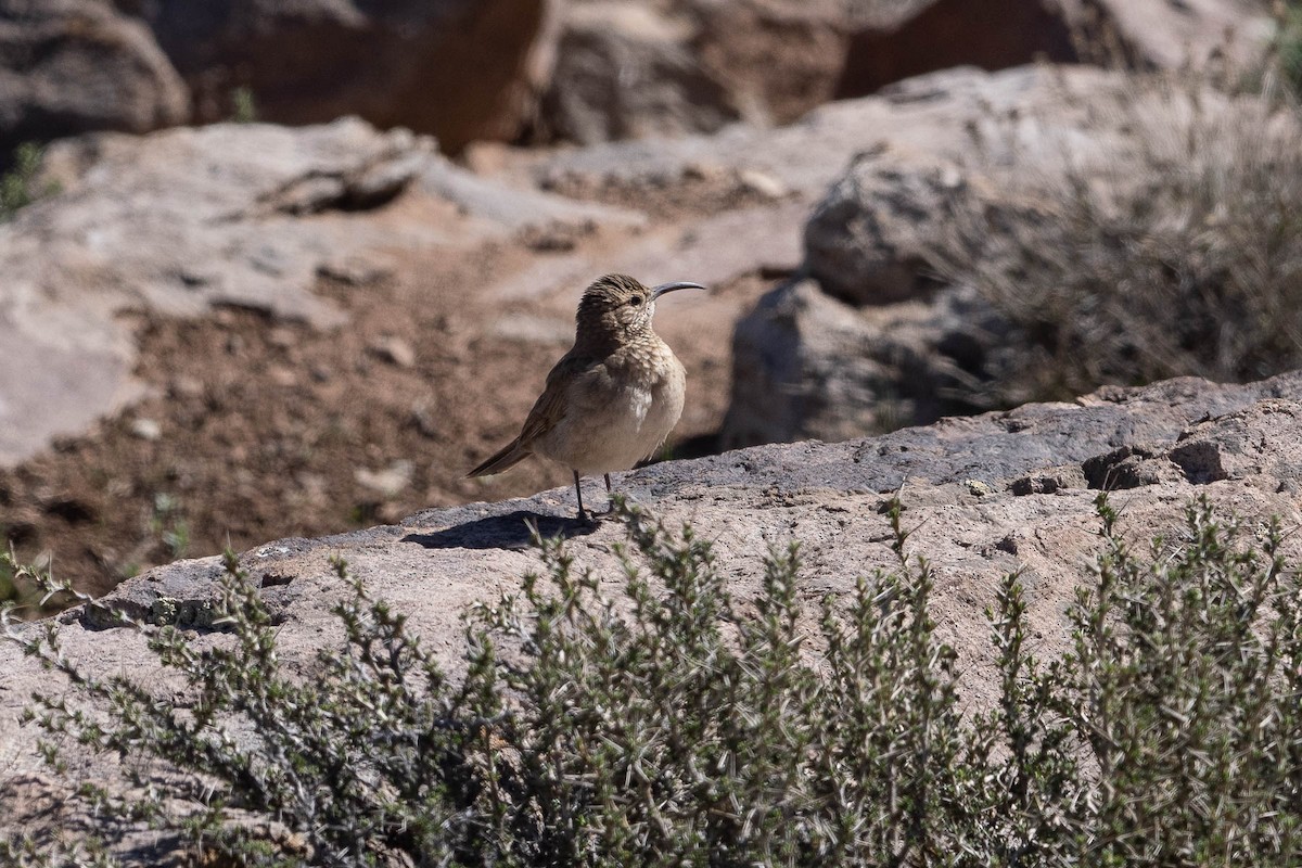 Scale-throated Earthcreeper - Scott Olmstead