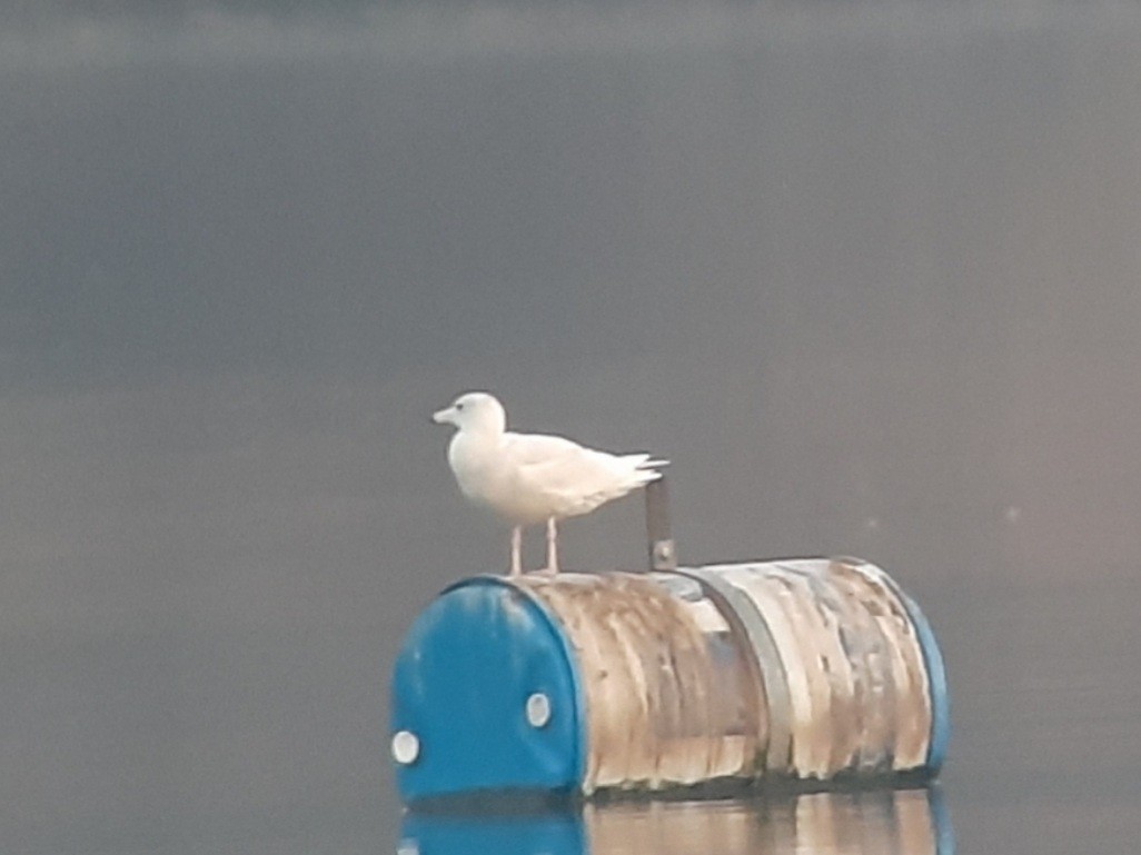 Glaucous Gull - ML616021467