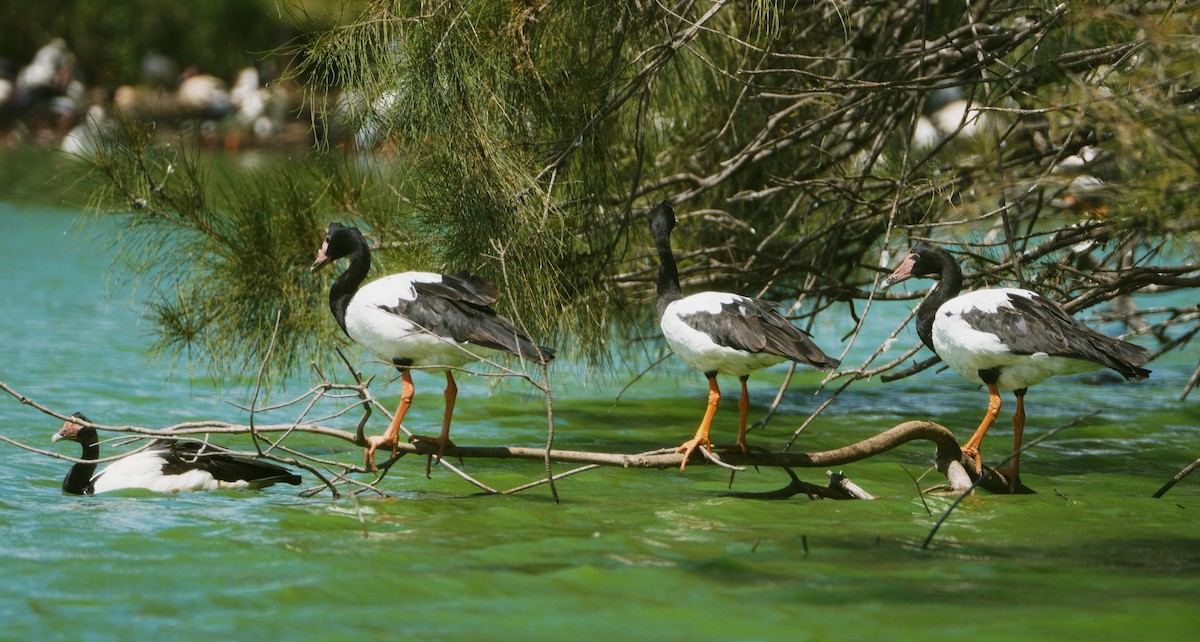 Magpie Goose - ML616021476