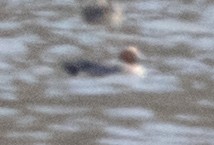 Eurasian Wigeon - ML616021506