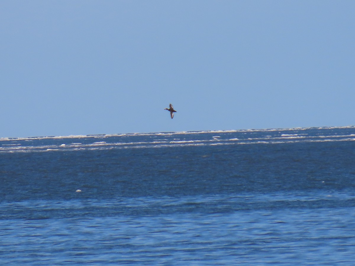 Greater Scaup - ML616021508