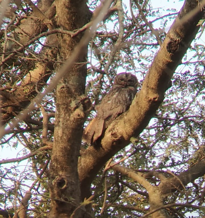 Mottled Wood-Owl - ML616021518