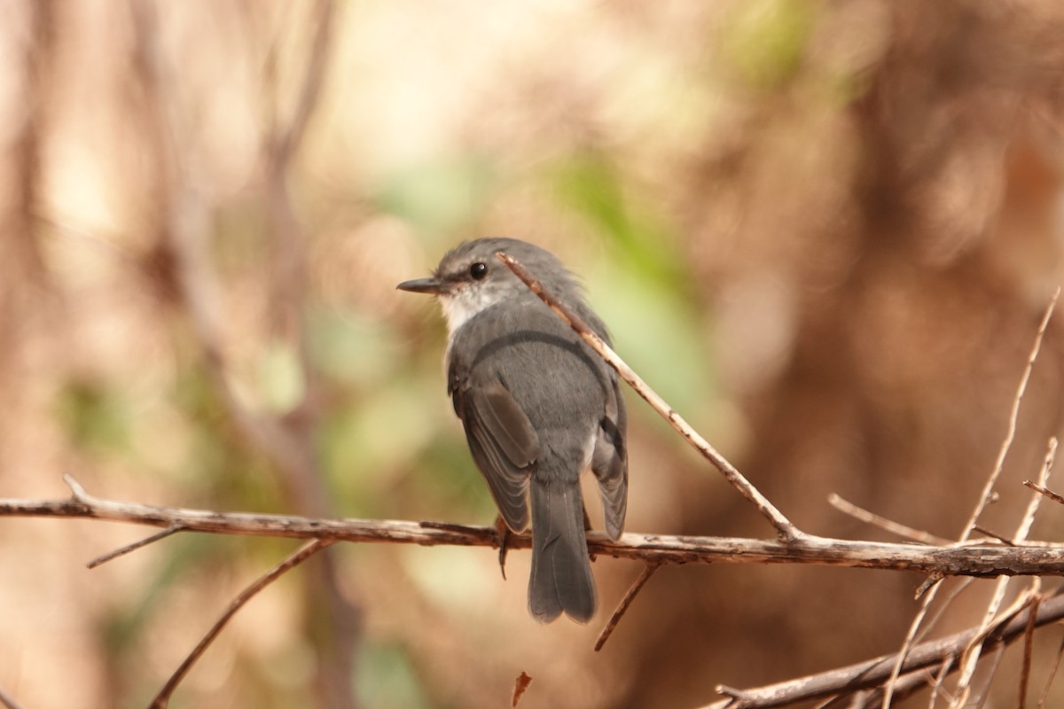 White-breasted Robin - Rae Nunan