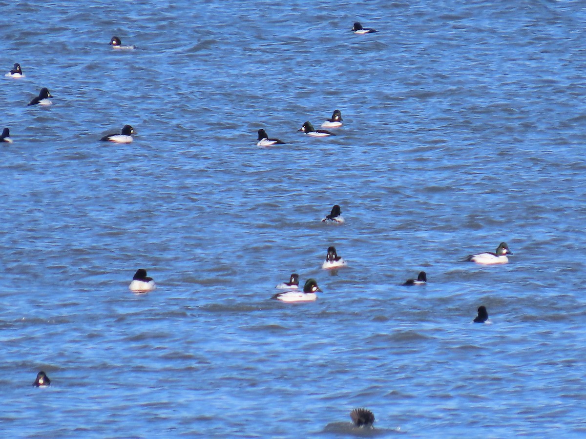 Common Goldeneye - ML616021534