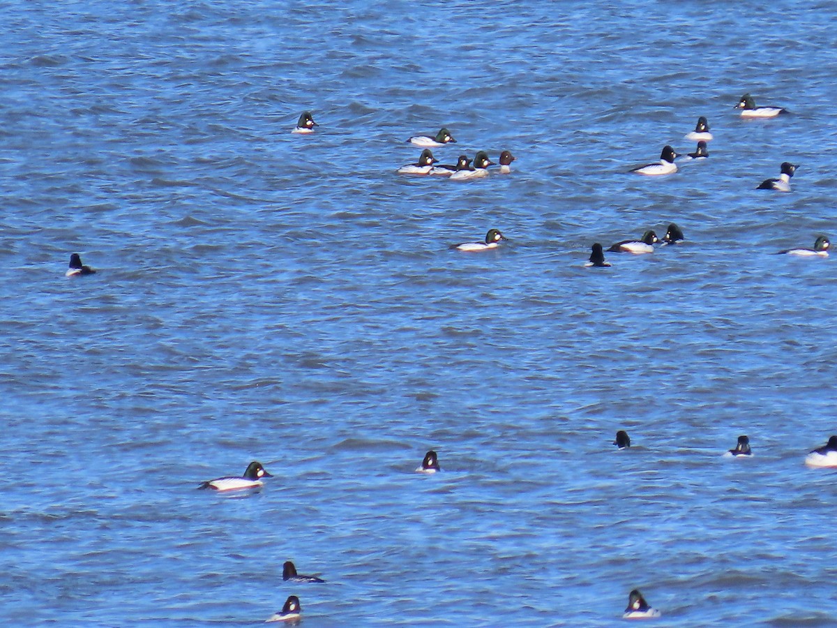 Common Goldeneye - ML616021540