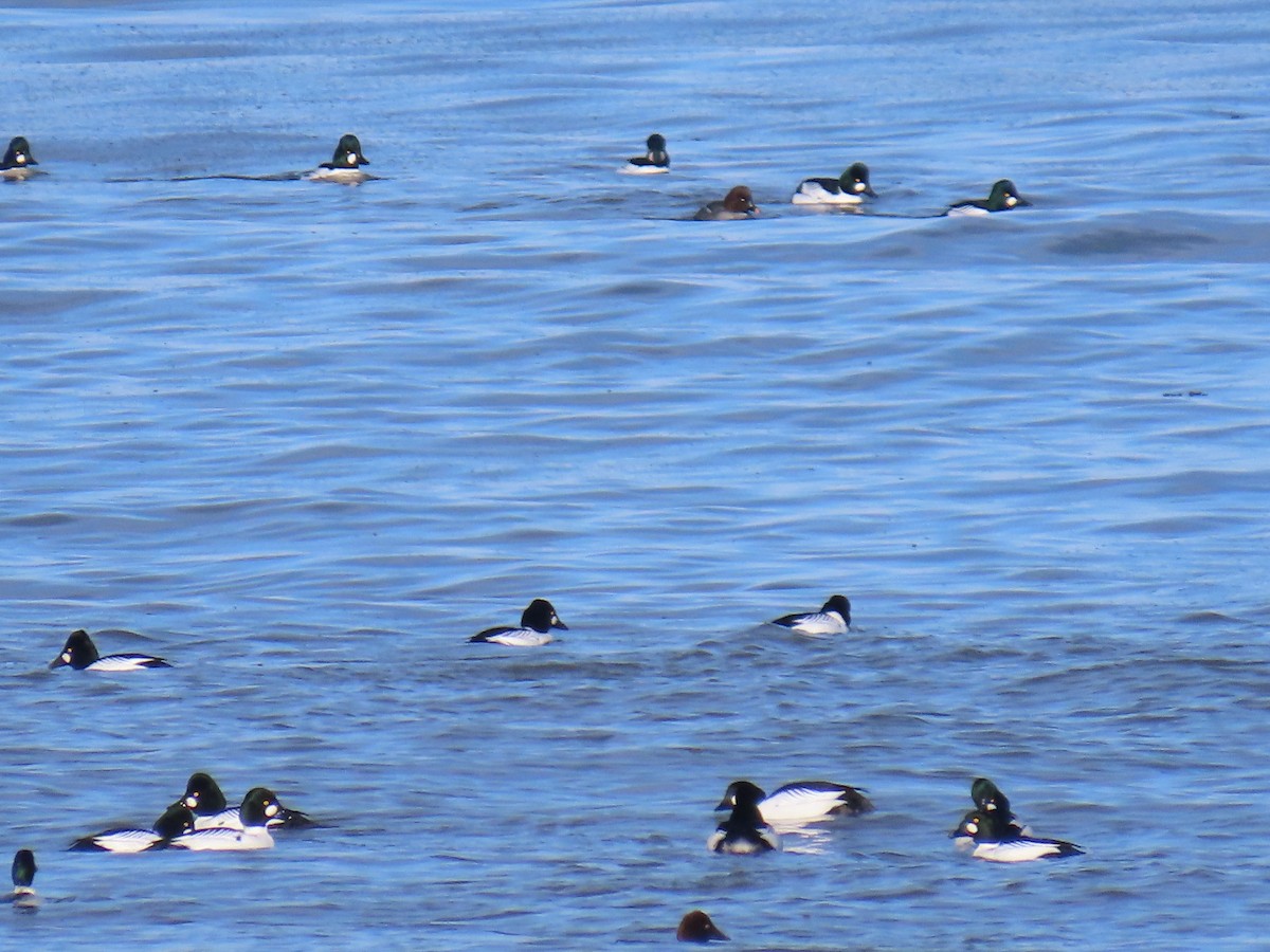 Common Goldeneye - Laura Burke