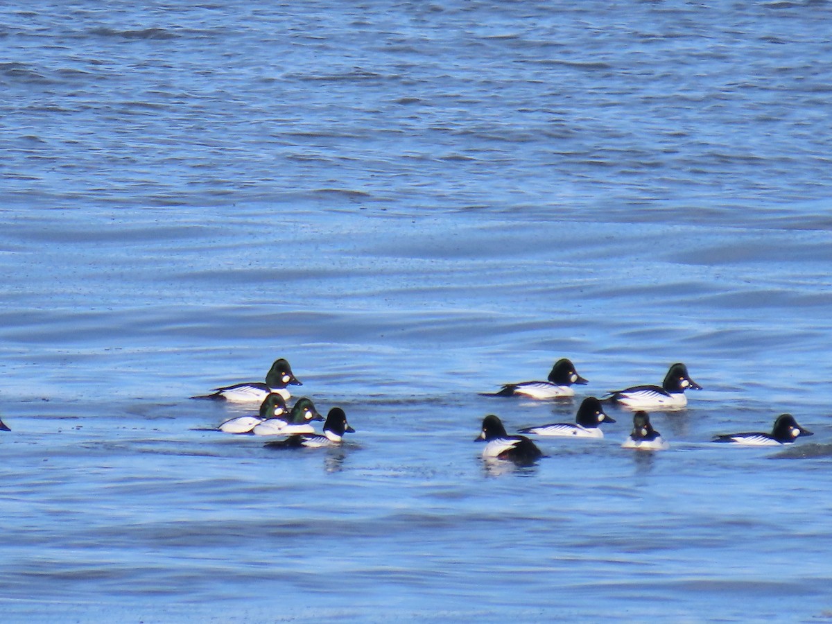 Common Goldeneye - ML616021543