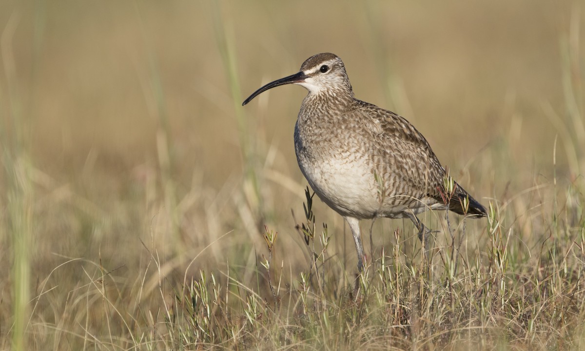 Hudsonian Whimbrel - Zak Pohlen
