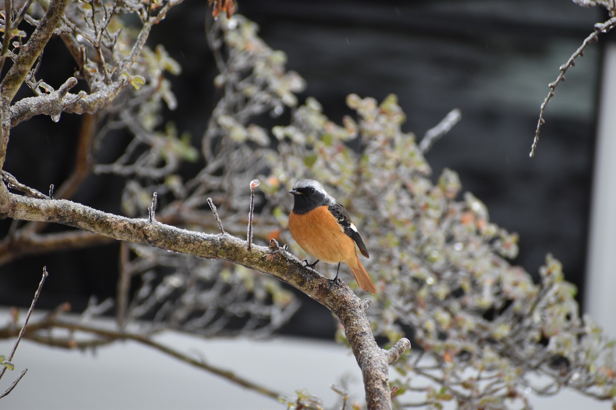 Daurian Redstart - Dr. Wolverine