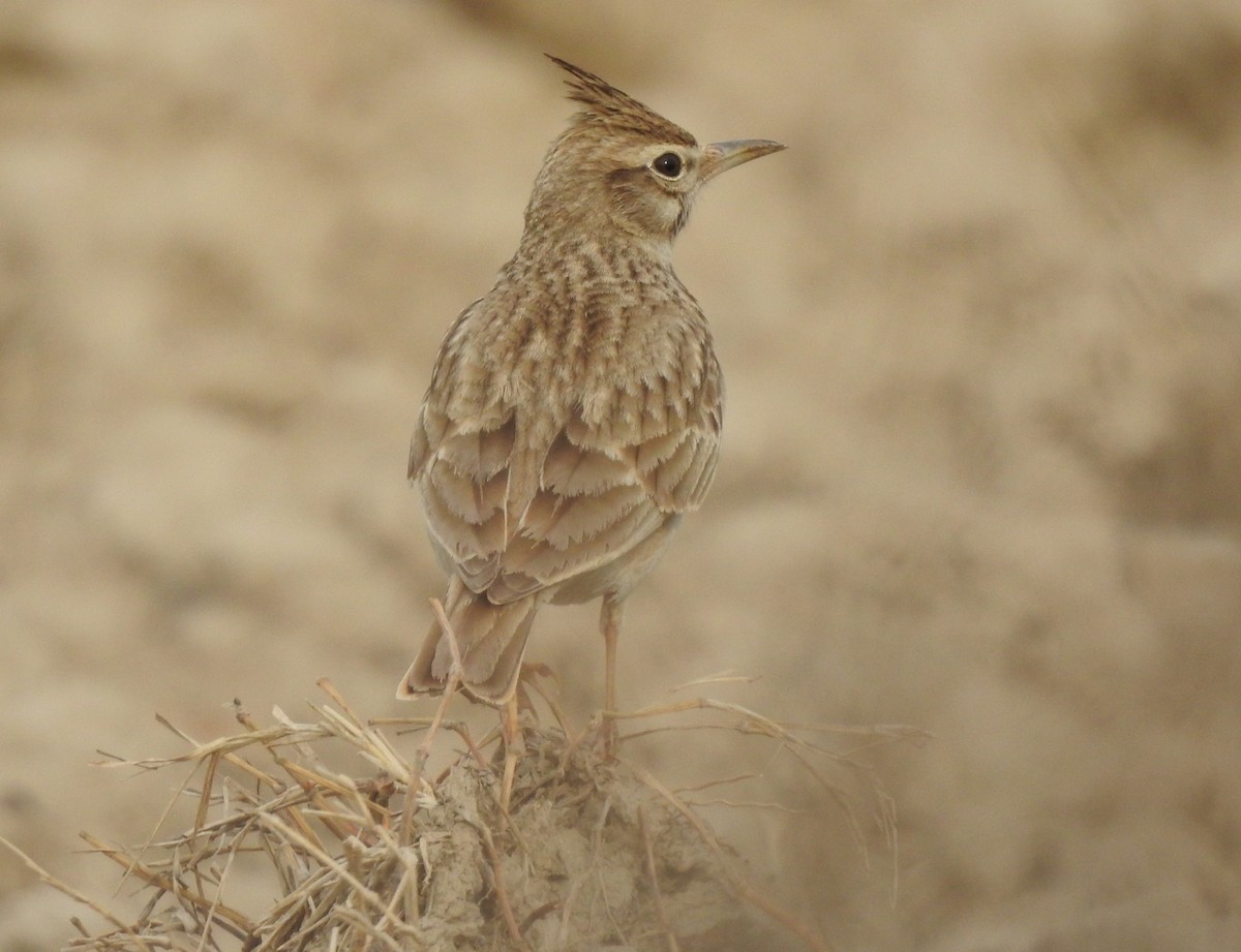 Crested Lark - ML616021694