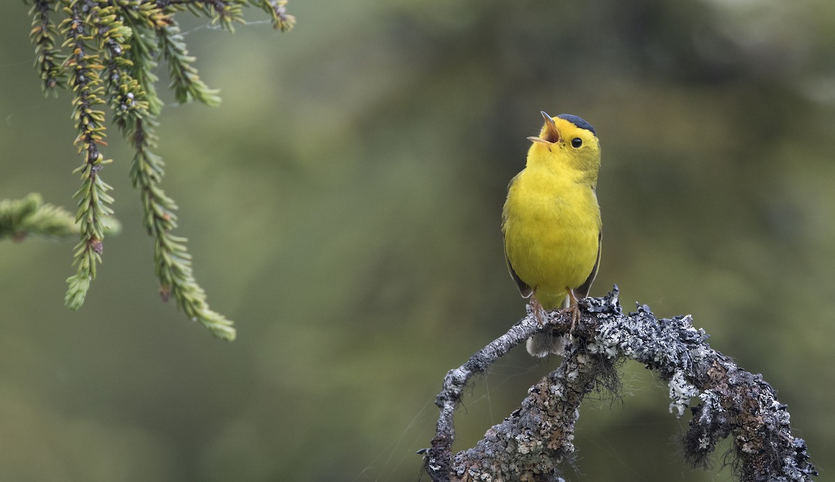 Wilson's Warbler - ML616021706