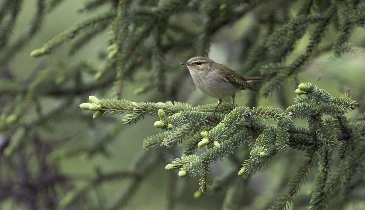 Mosquitero Boreal - ML616021713