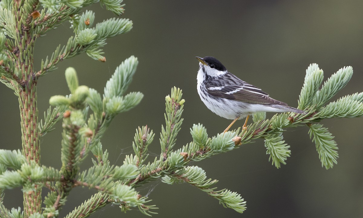 Blackpoll Warbler - ML616021724