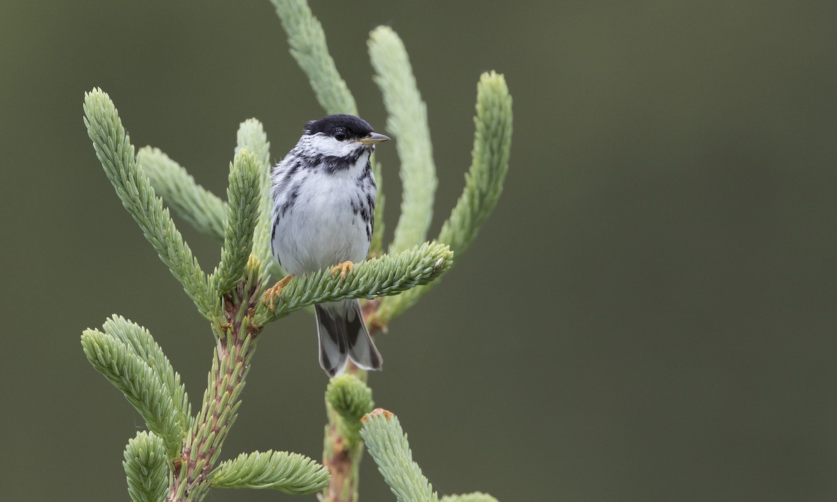 Blackpoll Warbler - ML616021725