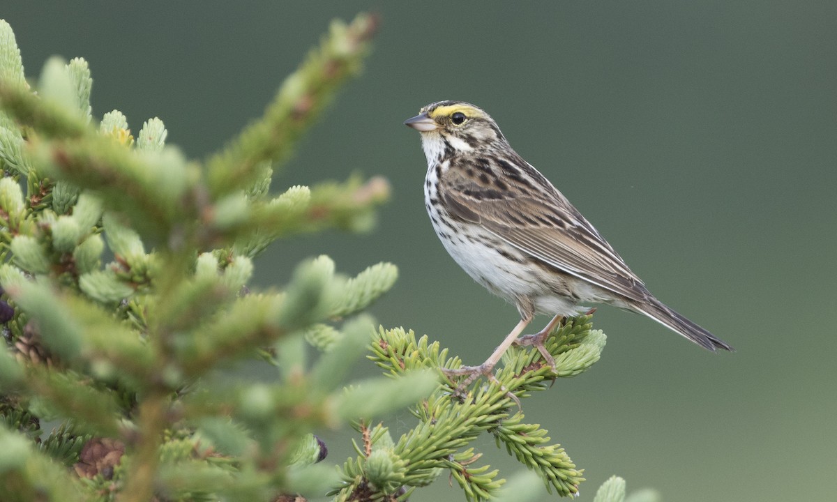 Savannah Sparrow - ML616021728