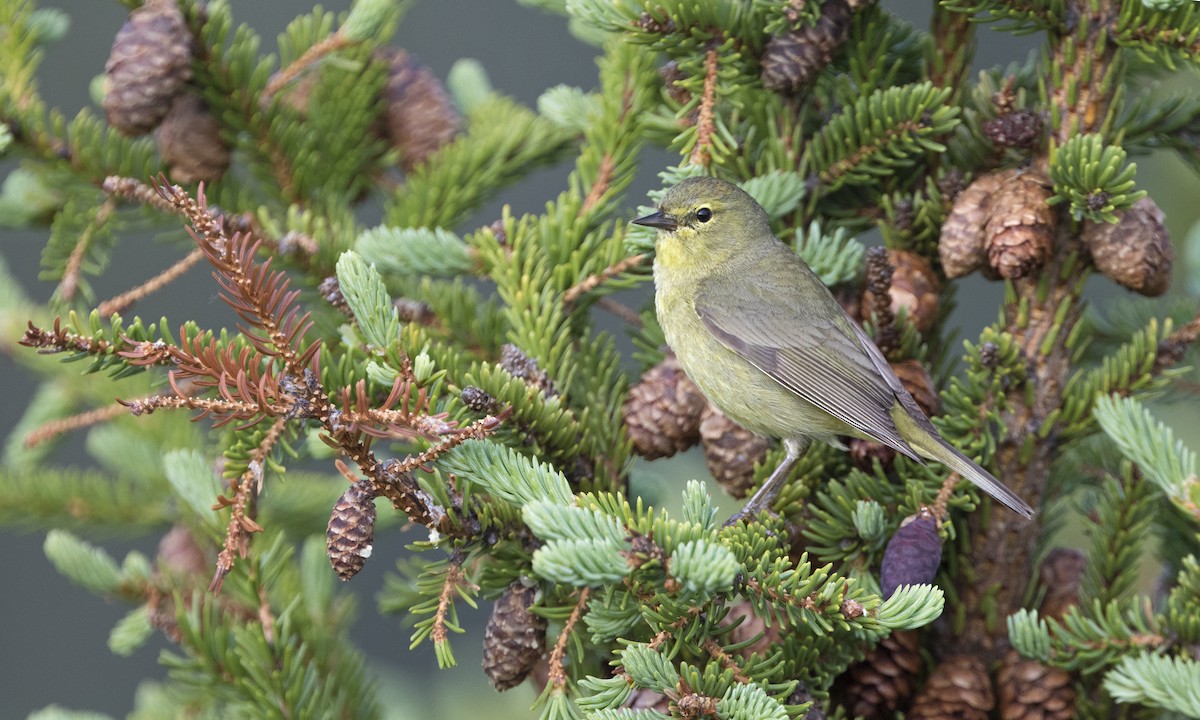 Orange-crowned Warbler - ML616021731