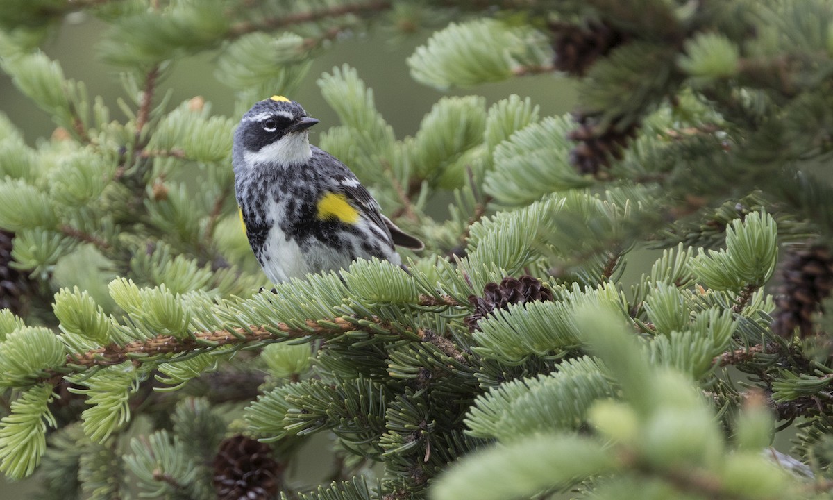 Yellow-rumped Warbler - ML616021734