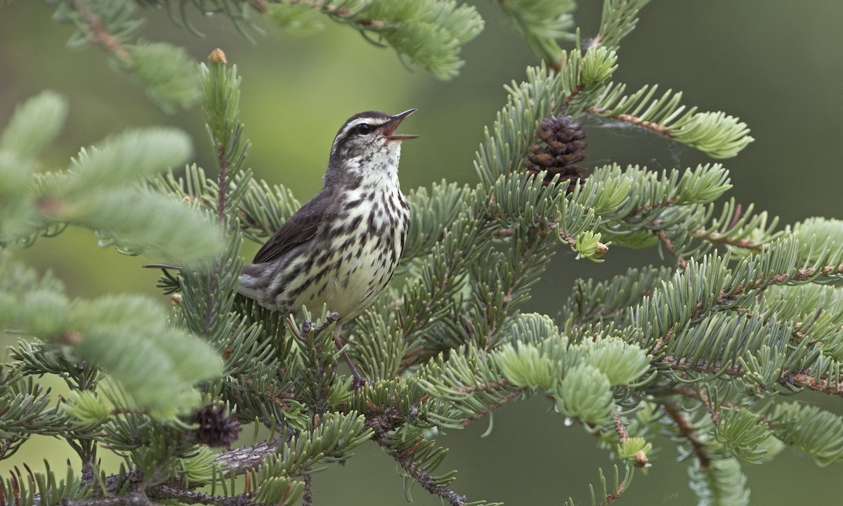 Northern Waterthrush - ML616021735