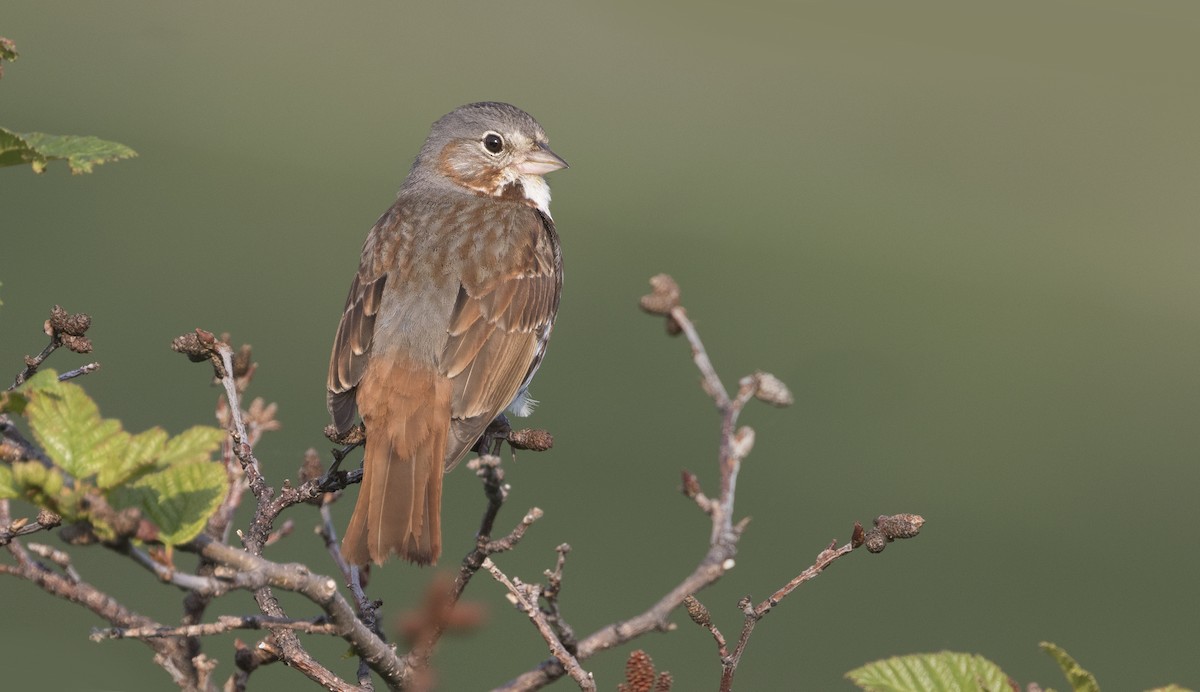 Fox Sparrow - ML616021752