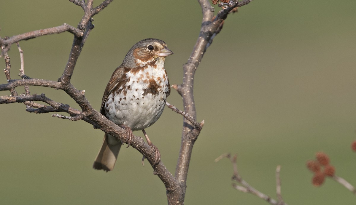 Fox Sparrow (Red) - ML616021754