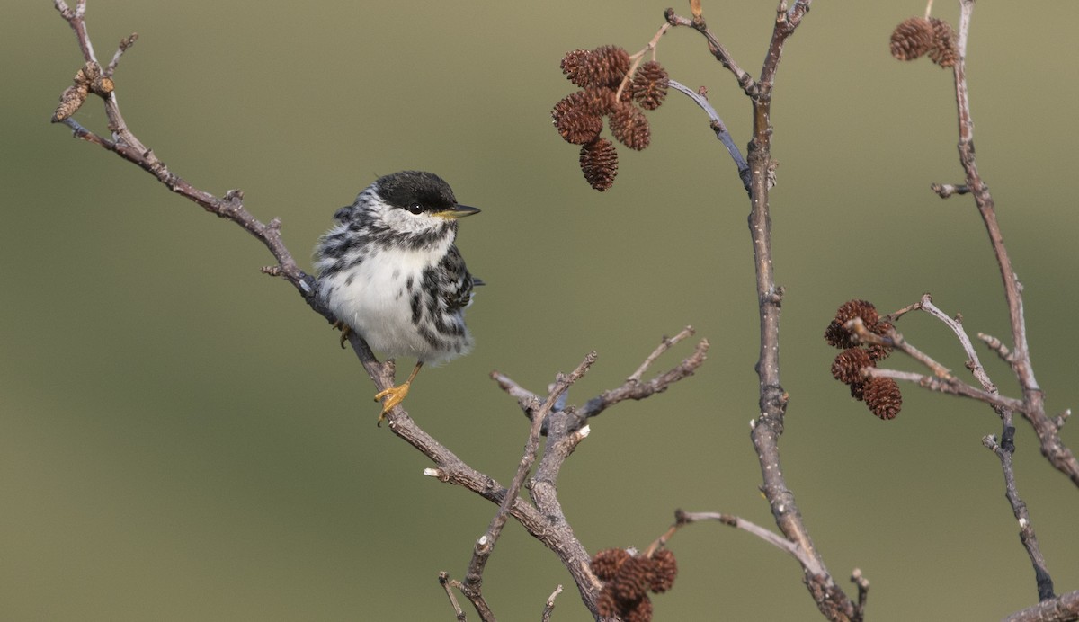 Blackpoll Warbler - ML616021758