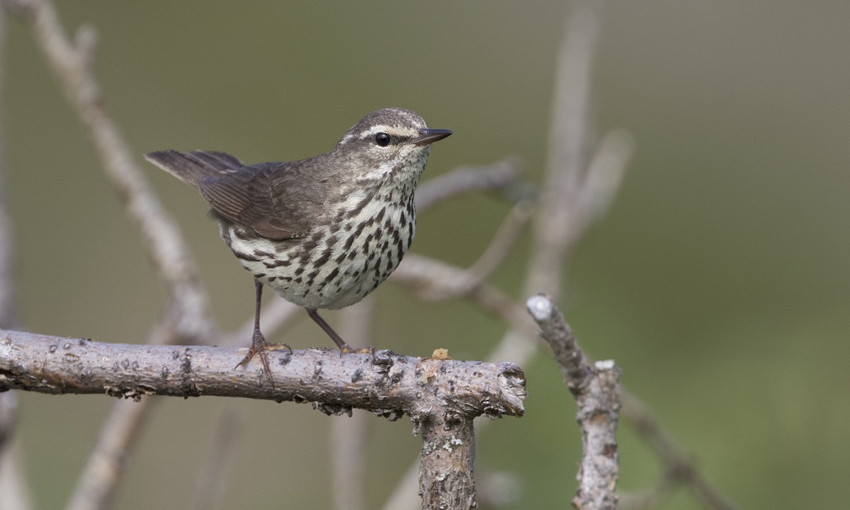 Northern Waterthrush - ML616021782