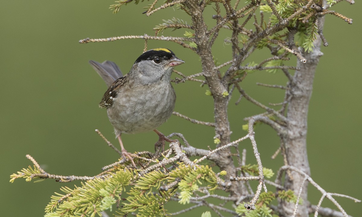 Bruant à couronne dorée - ML616021810