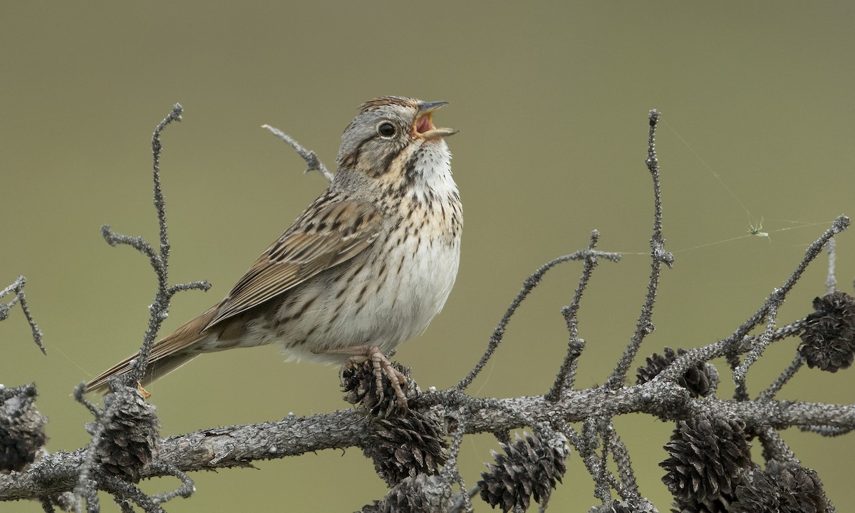 Lincoln's Sparrow - ML616021839