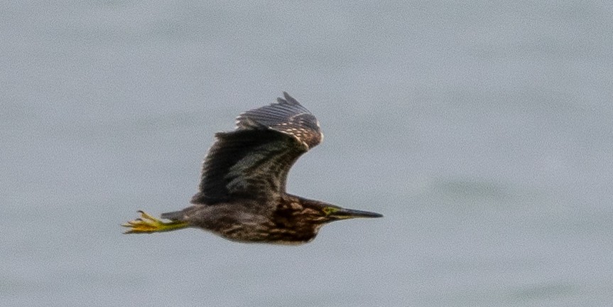 Striated Heron - ML616021863