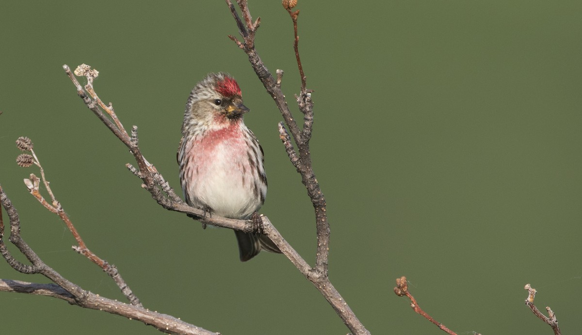 Redpoll (Common) - ML616021868