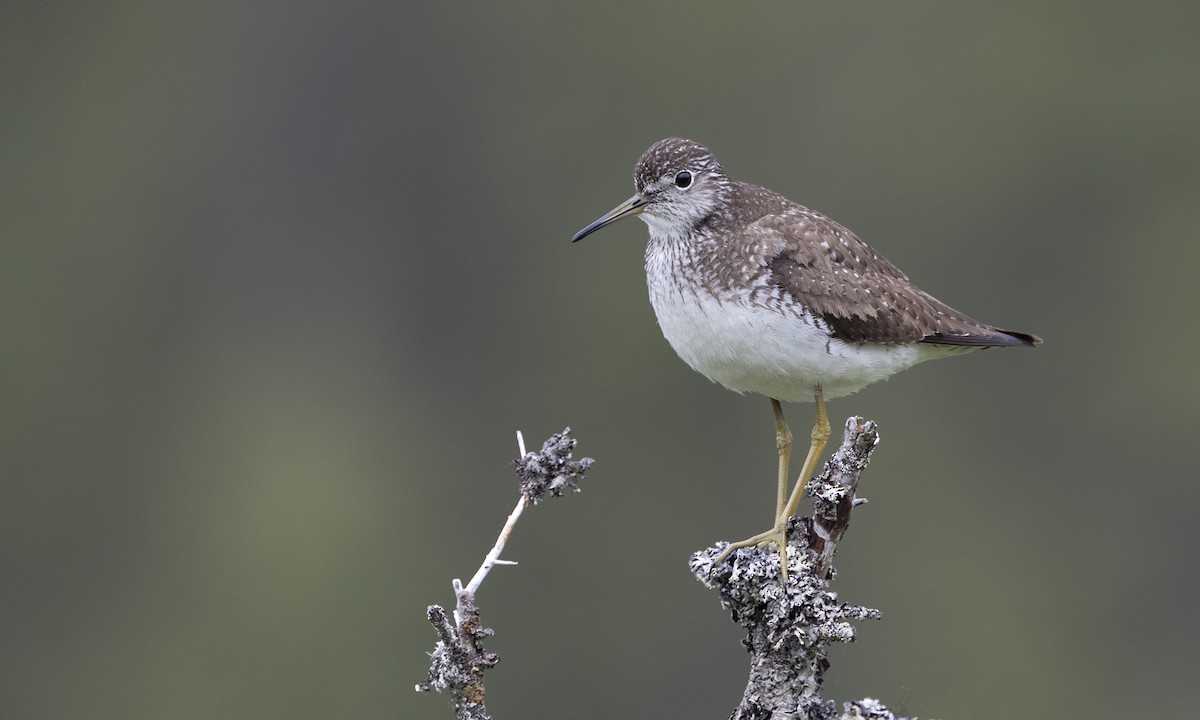 Solitary Sandpiper - ML616021879