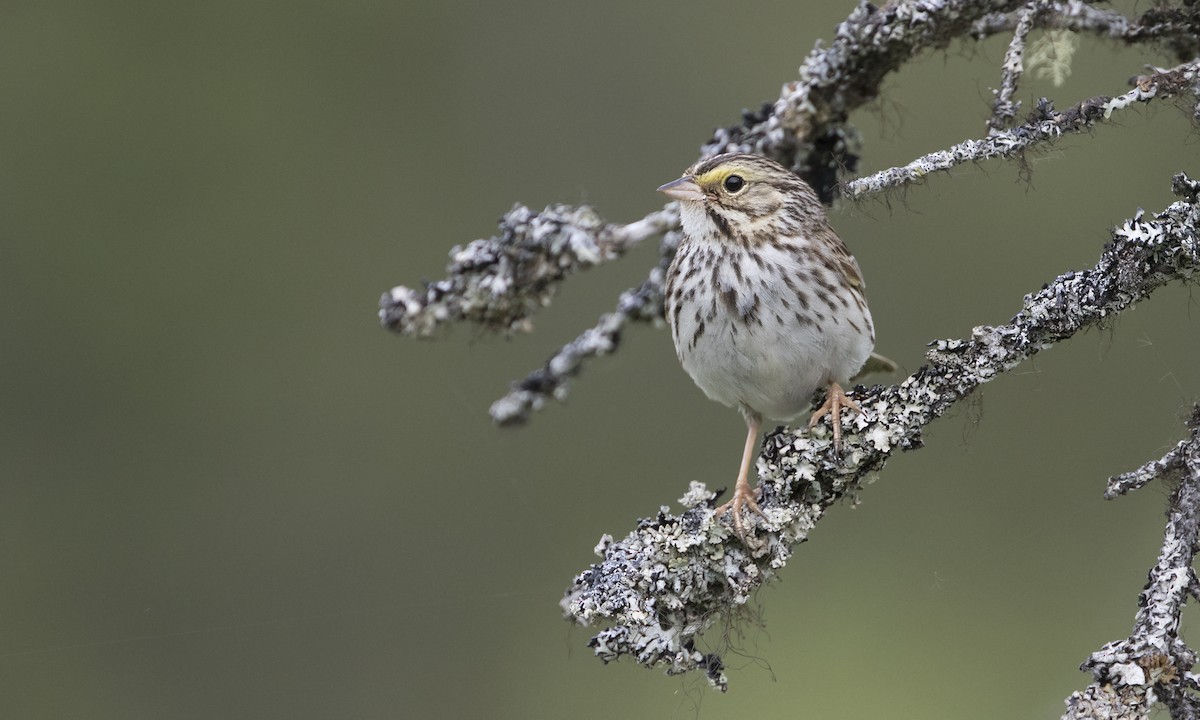 Savannah Sparrow - ML616021882