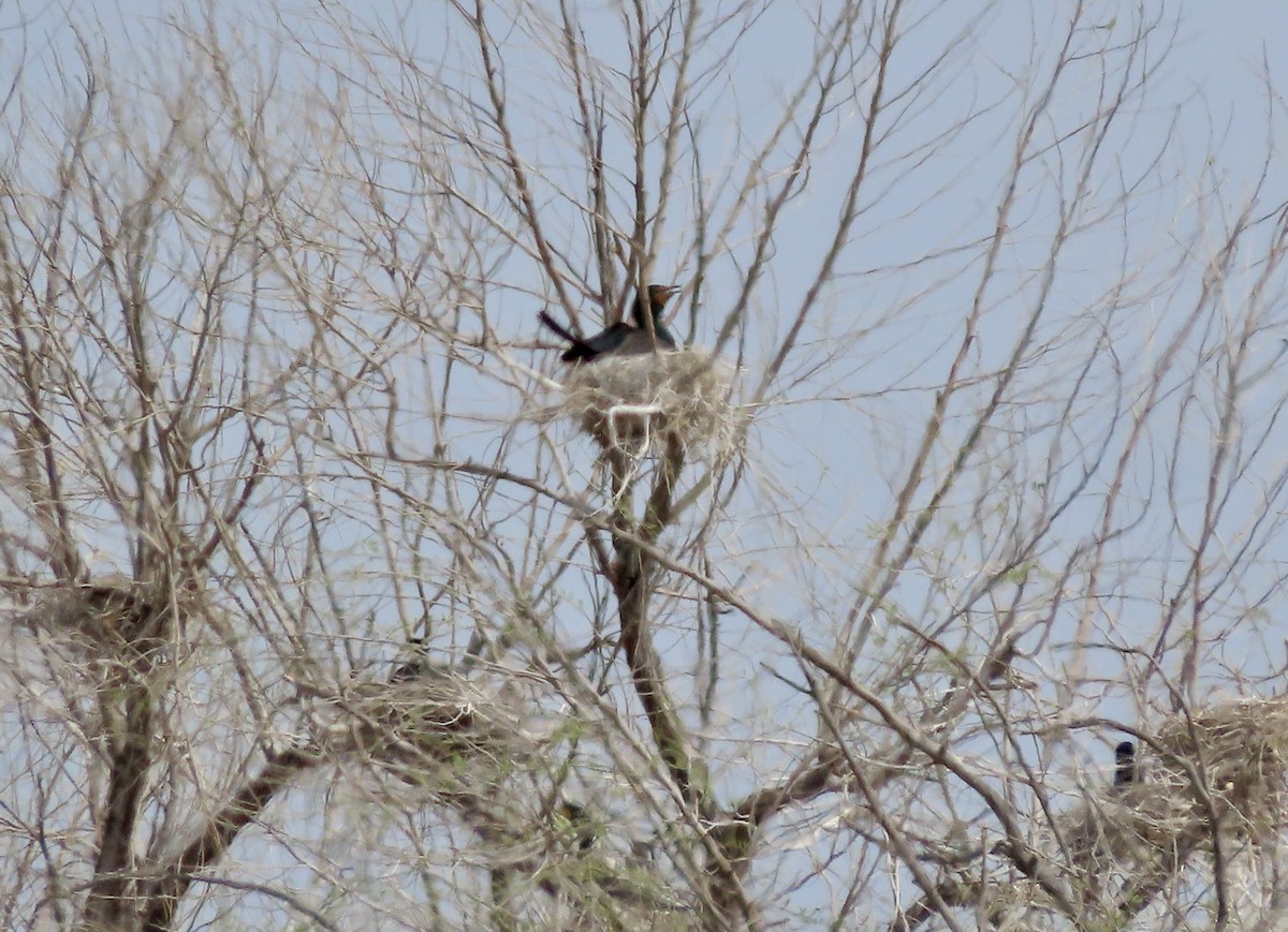 Cormoran à aigrettes - ML616021915