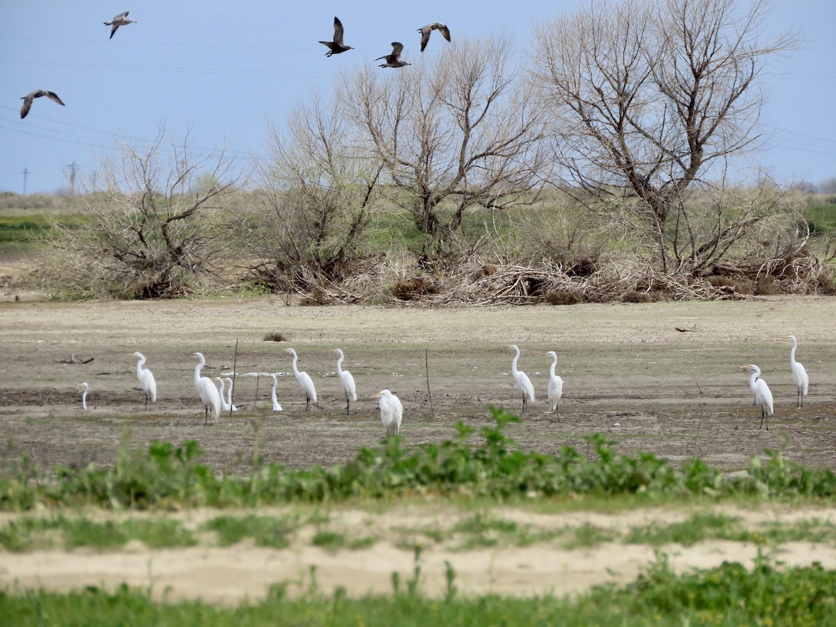 Great Egret - ML616021925