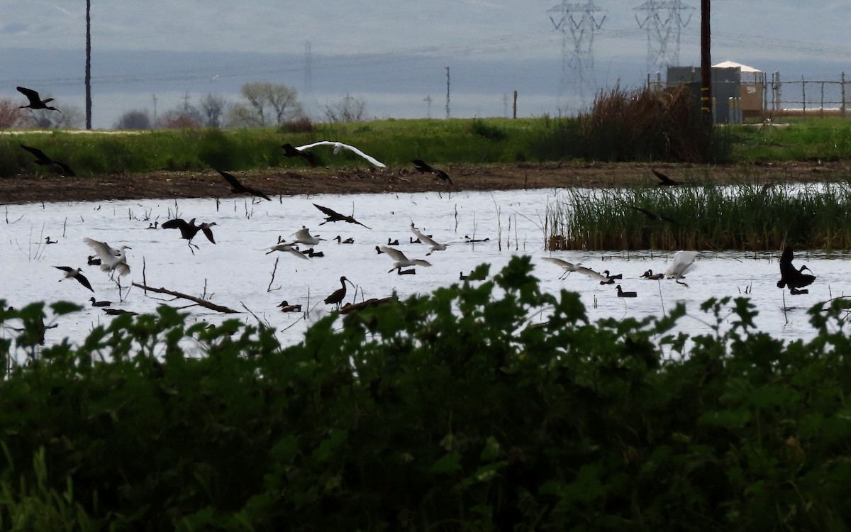 White-faced Ibis - ML616021932