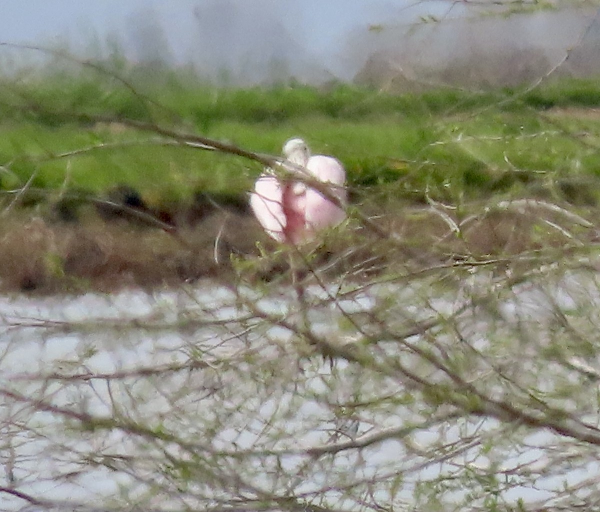 Roseate Spoonbill - ML616021937