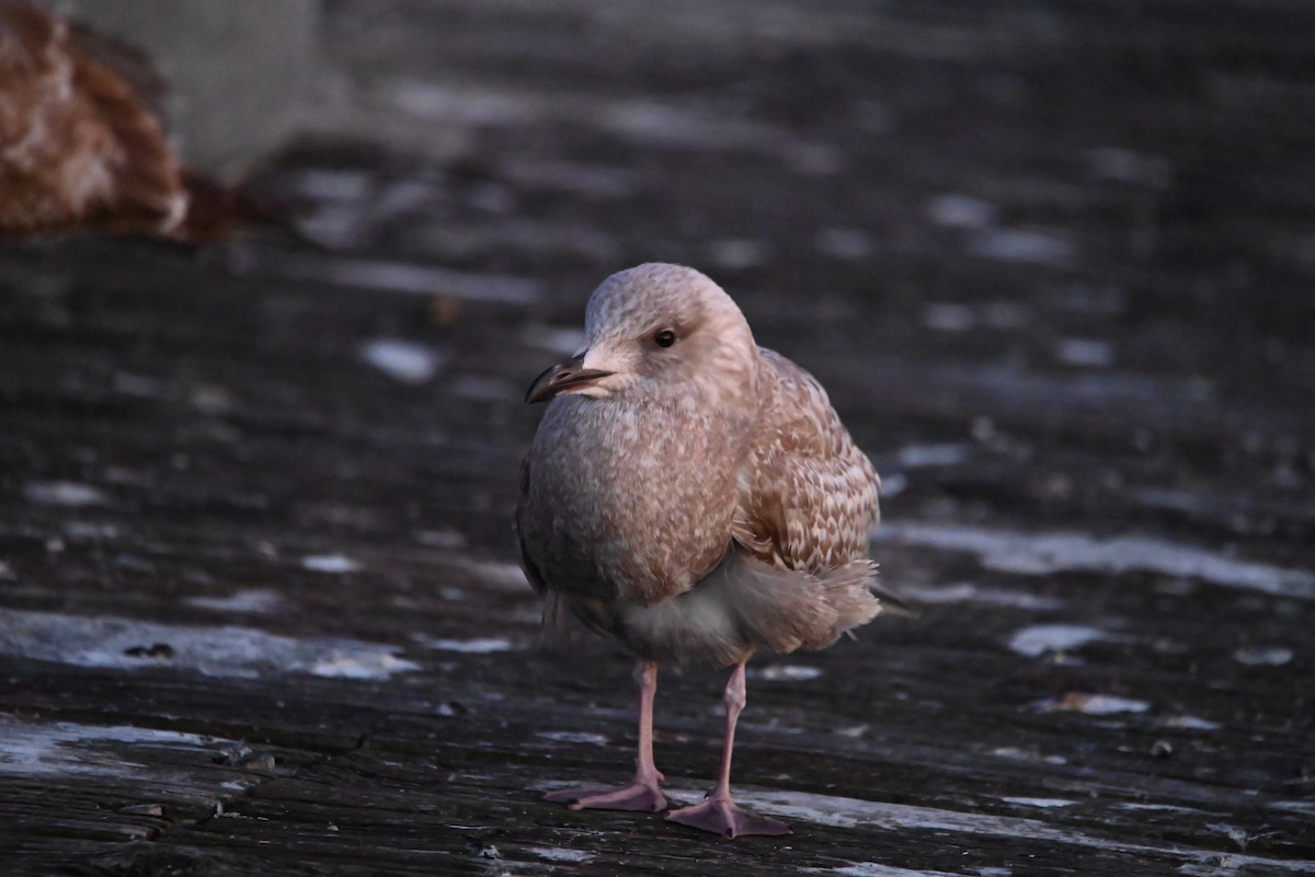 Iceland Gull (Thayer's) - ML616021959