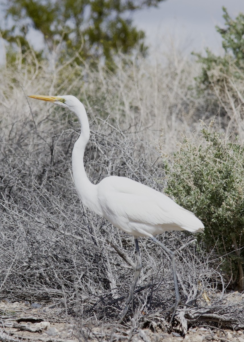 Great Egret - ML616021966