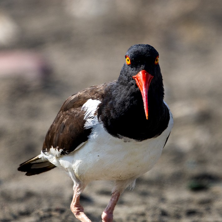 American Oystercatcher - ML616021968