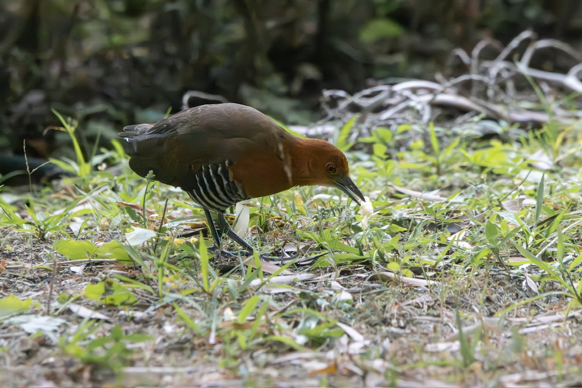 Slaty-legged Crake - ML616022038