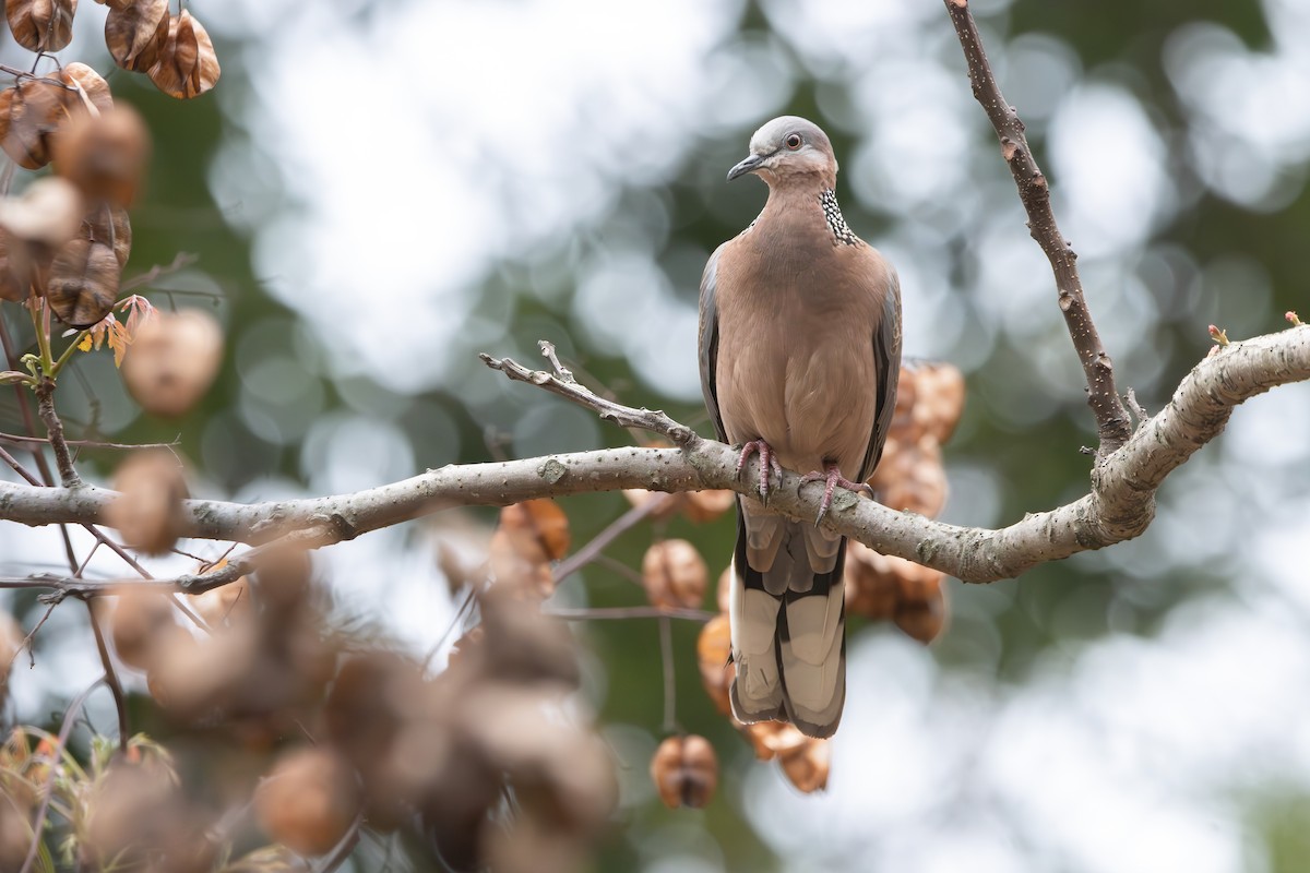 Spotted Dove - Noah Konopny Cohen