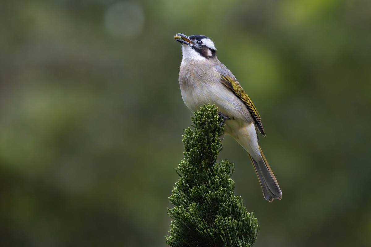 Light-vented Bulbul - Noah Konopny Cohen