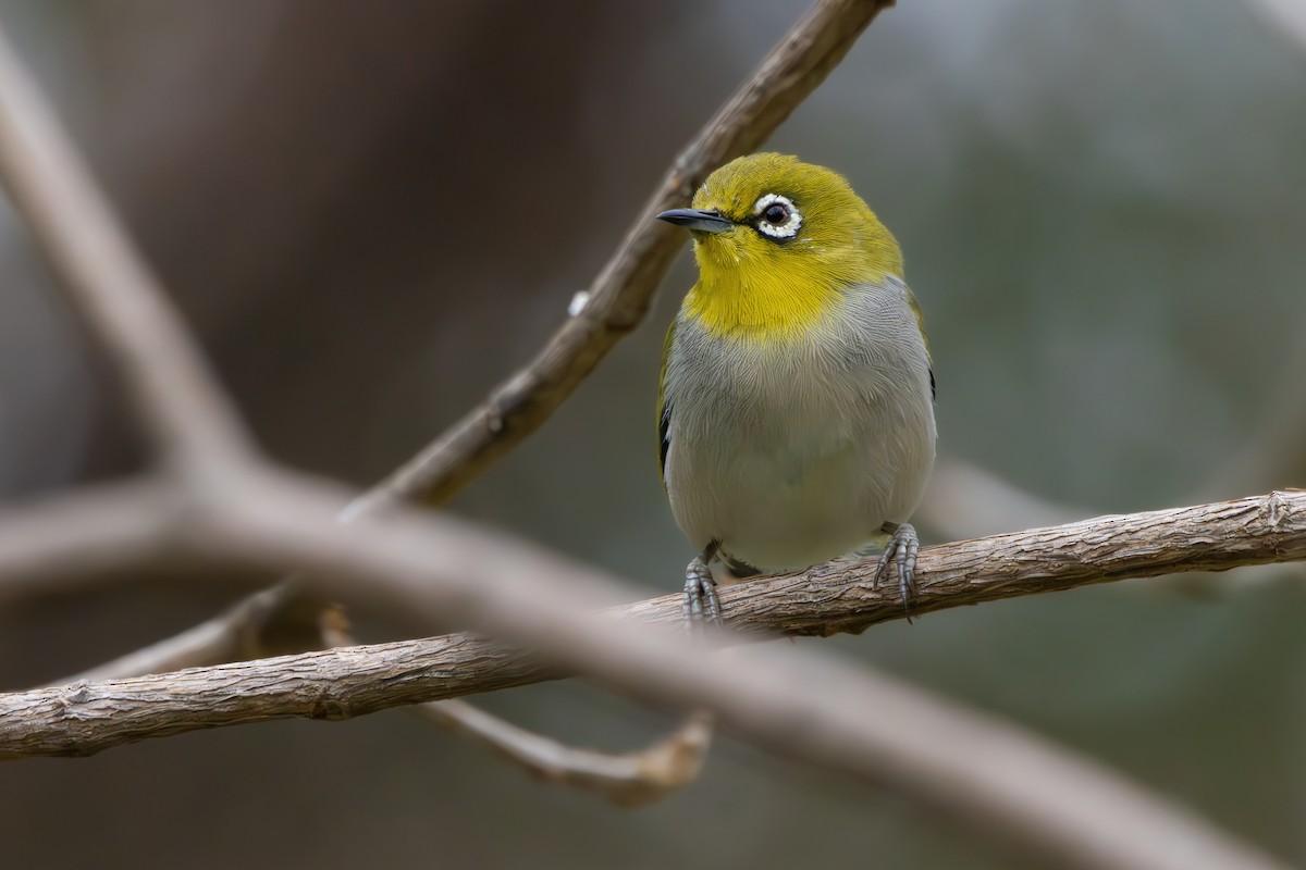 Swinhoe's White-eye - ML616022046