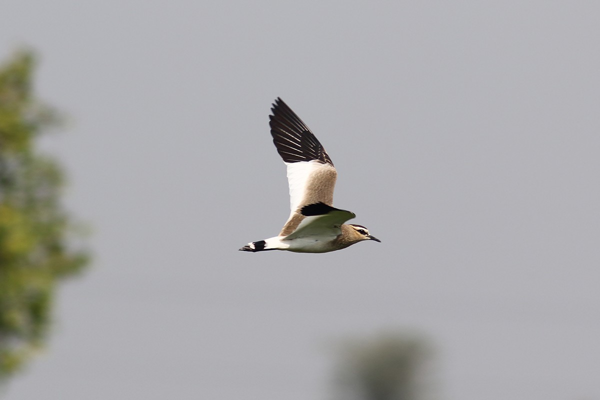 Sociable Lapwing - ML616022053